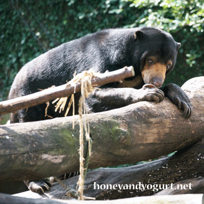 上野動物園　マレーグマ　モモコ