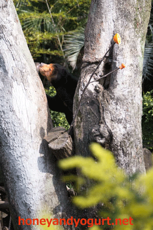 上野動物園 マレーグマ キョウコ