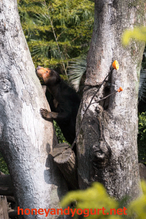 上野動物園 マレーグマ キョウコ