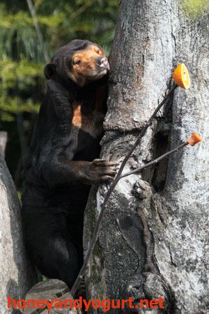 上野動物園 マレーグマ キョウコ