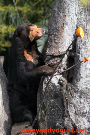上野動物園 マレーグマ キョウコ