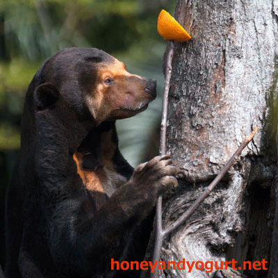 上野動物園 マレーグマ キョウコ