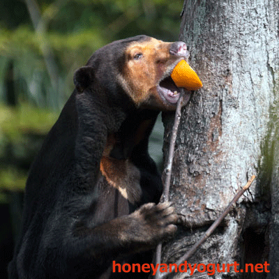 上野動物園 マレーグマ キョウコ