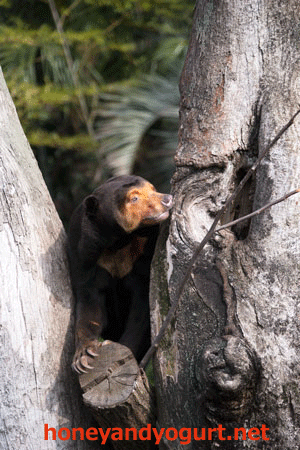 上野動物園 マレーグマ キョウコ