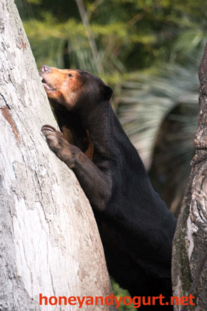 上野動物園 マレーグマ キョウコ
