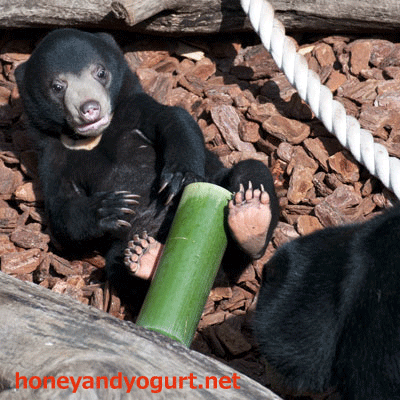 上野動物園 2012年 マレーグマ フジ