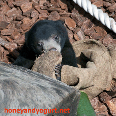 上野動物園 2012年 マレーグマ フジ