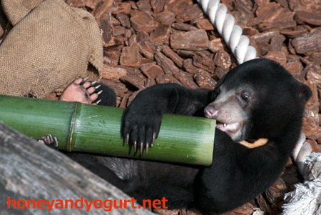 上野動物園 2012年 マレーグマ フジ