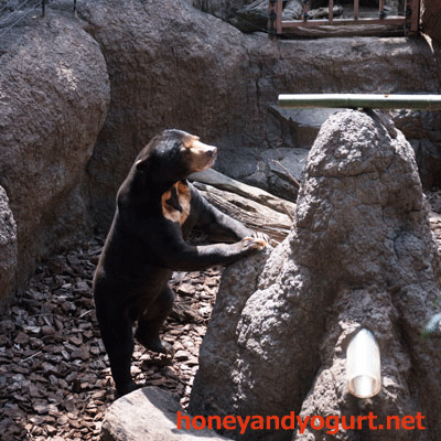 上野動物園 マレーグマ アズマ