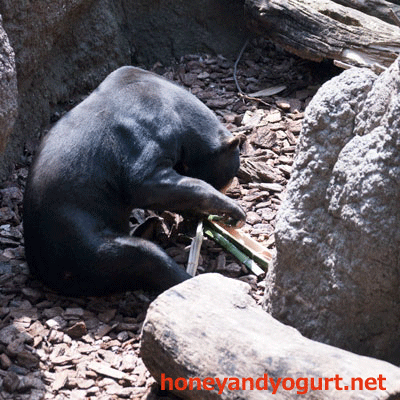上野動物園 マレーグマ アズマ