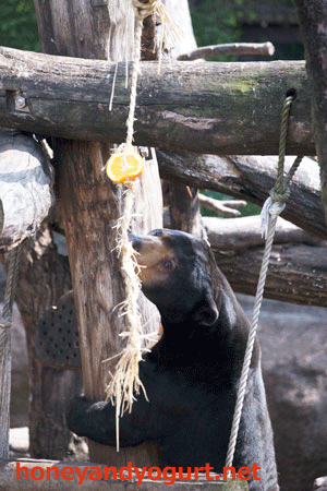 上野動物園 マレーグマ アズマ