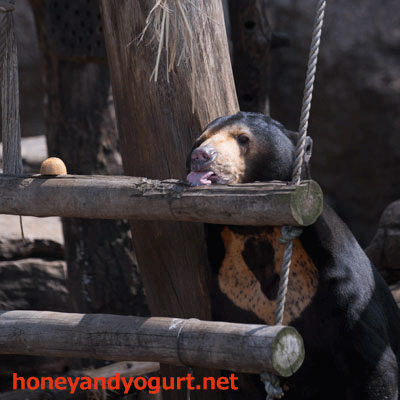 上野動物園 マレーグマ アズマ