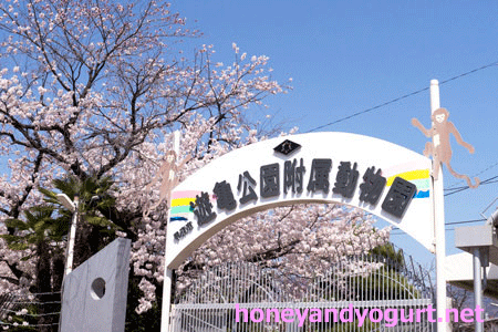甲府市遊亀公園附属動物園 入口 桜