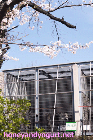 甲府市遊亀公園附属動物園 マレーグマ舎