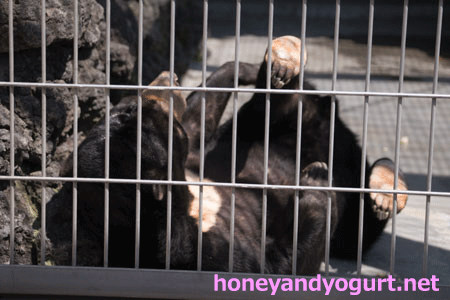 甲府市遊亀公園附属動物園 マレーグマ サクラ