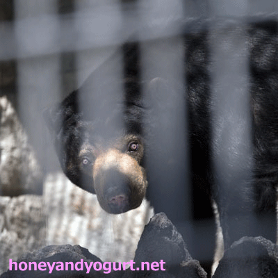 甲府市遊亀公園附属動物園 マレーグマ サクラ