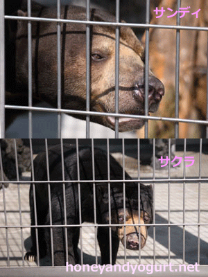 甲府市遊亀公園附属動物園　マレーグマ　サンディ　サクラ