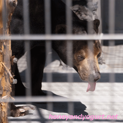 甲府市遊亀公園附属動物園　マレーグマ　サンディ