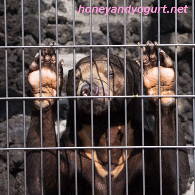 甲府市遊亀公園附属動物園　マレーグマ　サンディ