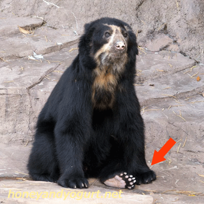 天王寺動物園 メガネグマ 足の裏