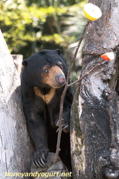 上野動物園 マレーグマ モモコ