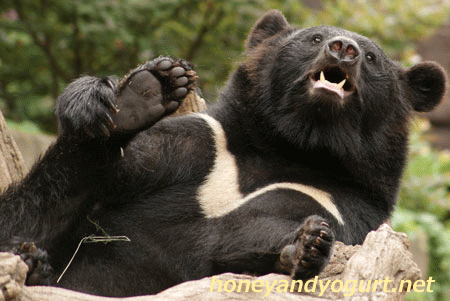 上野動物園 ツキノワグマ 足裏