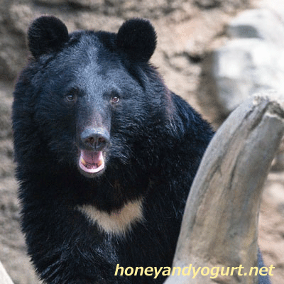 平川動物公園 ツキノワグマ
