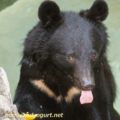 ツキノワグマ 舌