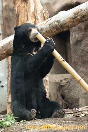 円山動物園　マレーグマ　ウメキチ
