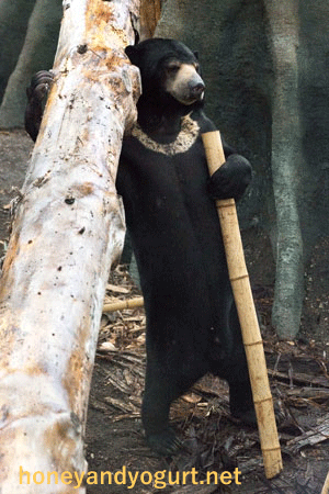 円山動物園　マレーグマ　ウメキチ