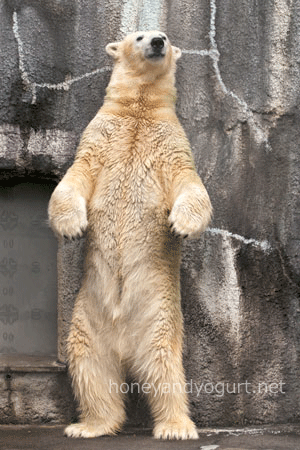 浜松市動物園　ホッキョクグマ
