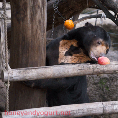 上野動物園　マレーグマ　アズマ