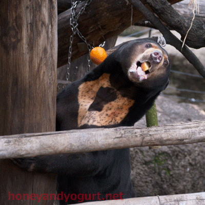 上野動物園　マレーグマ　アズマ