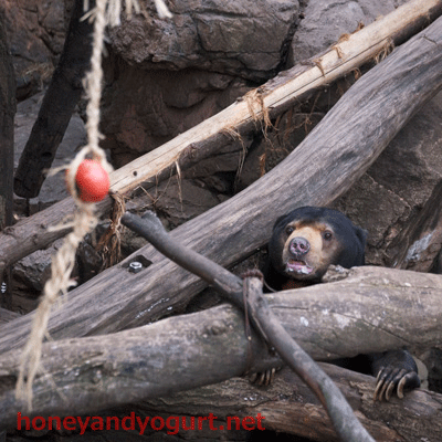 上野動物園 マレーグマ アズマ
