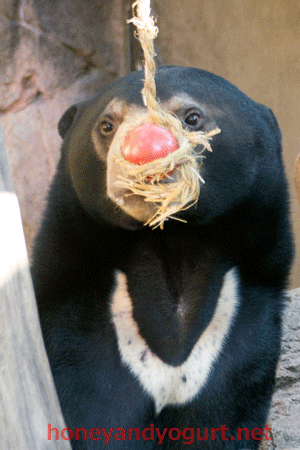 マレーグマ フジ 上野動物園時代