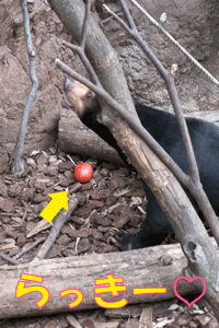 上野動物園 マレーグマ アズマ