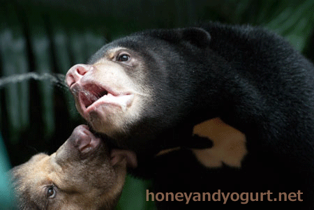 マレーグマ　ハニイ　タオチイ