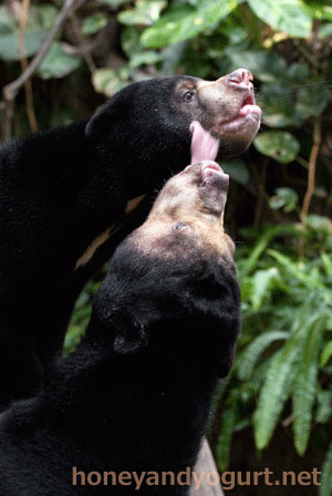 マレーグマ　ハニイ　タオチイ