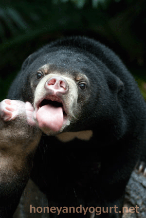 マレーグマ　ハニイ　タオチイ