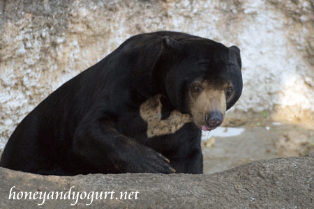 上野動物園 マレーグマ アズマ