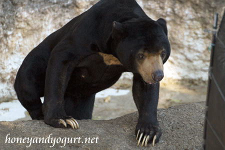上野動物園 マレーグマ アズマ