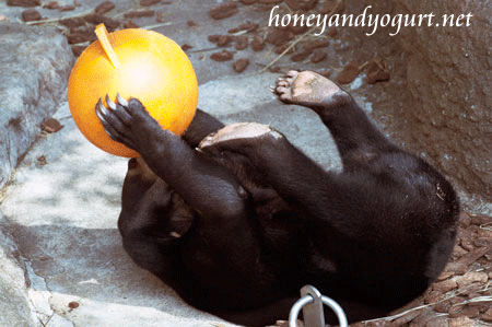 上野動物園時代のマレーグマ フジ