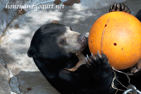 上野動物園時代のマレーグマ フジ
