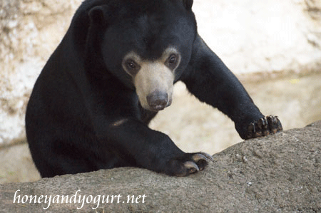 上野動物園時代のマレーグマ フジ