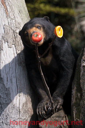 上野動物園 マレーグマ モモコ