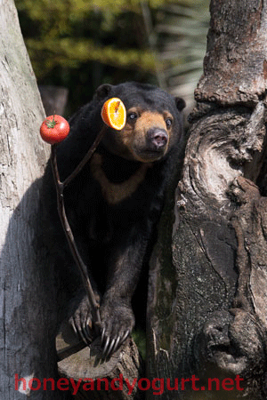 上野動物園 マレーグマ モモコ