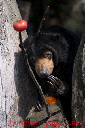 上野動物園 マレーグマ モモコ