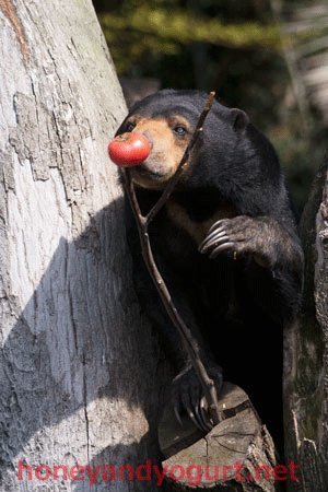 上野動物園 マレーグマ モモコ