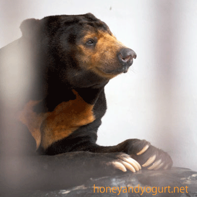 徳山動物園 マレーグマ ツヨシ