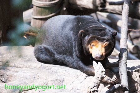 上野動物園 マレーグマ キョウコ